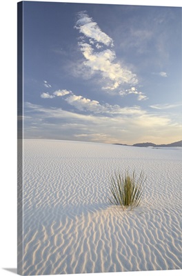 Yucca growing in rippled sand, White Sands National Monument, New Mexico