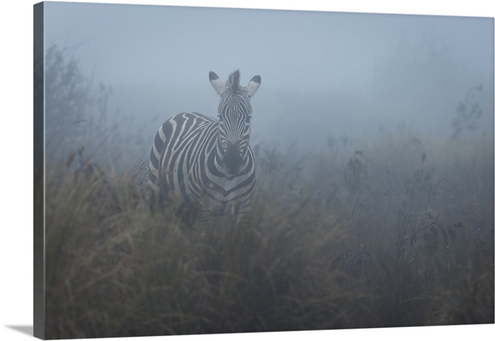 Zebra in the mist, Ngorongoro Conservation Area, Tanzania