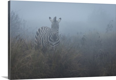 Zebra in the mist, Ngorongoro Conservation Area, Tanzania