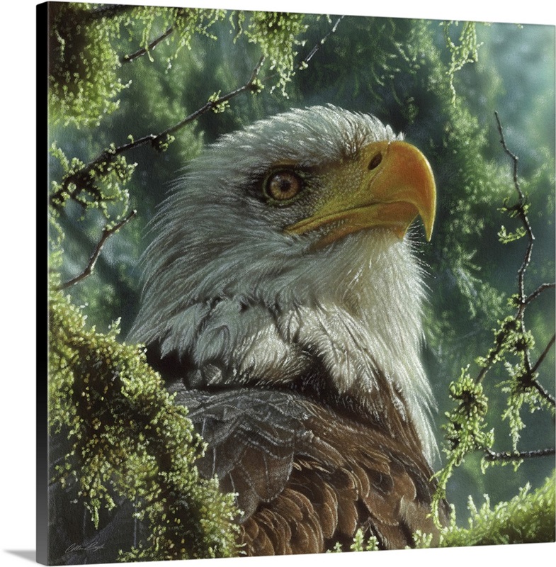 Bald Eagle Wall Art, Canvas Prints, Framed Prints, Wall Peels | Great ...