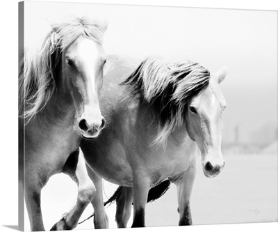 Horse II