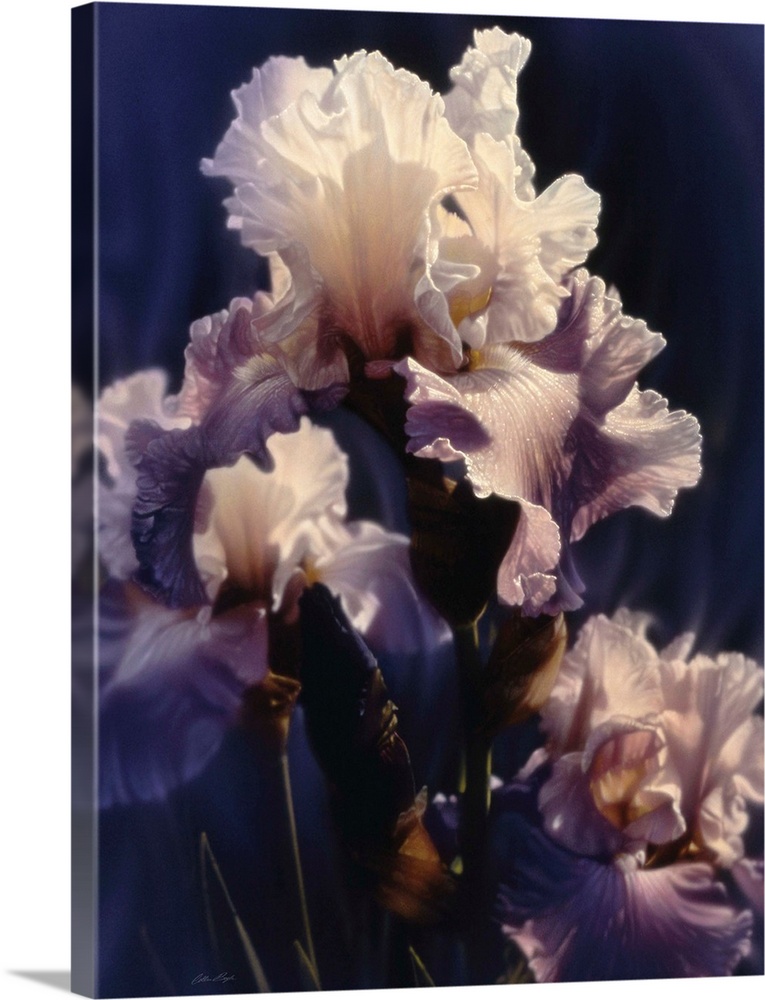 Purple Iris Wall Art, Canvas Prints, Framed Prints, Wall Peels Great