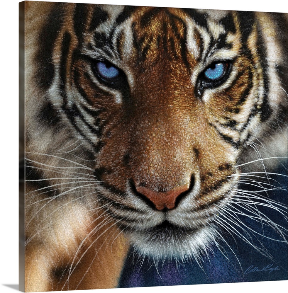 Tiger - Blue Eyes Wall Art, Canvas Prints, Framed Prints, Wall Peels ...