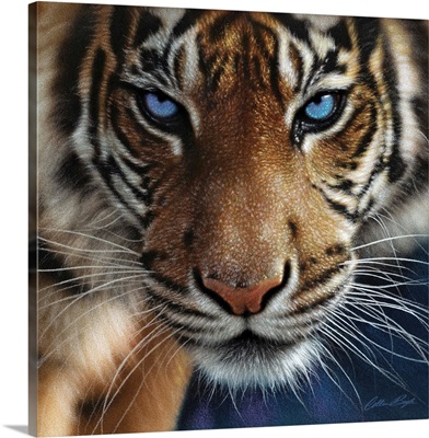 Tiger Wall Art & Canvas Prints | Tiger Panoramic Photos, Posters ...