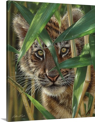 Tiger Cub - Peekaboo