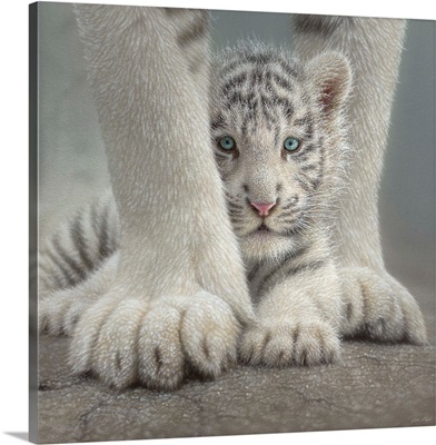 White Tiger Cub - Sheltered