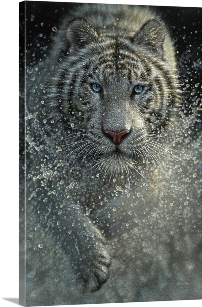 White Tiger - West and Wild Wall Art, Canvas Prints, Framed Prints ...