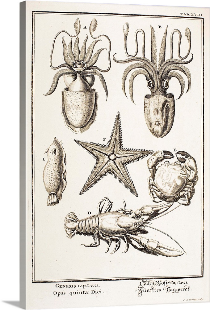 1731 Physica Sacra (Sacred Physics) by Johann Scheuchzer (1672-1733) the fifth day of creation (sea creatures) folio coppe...