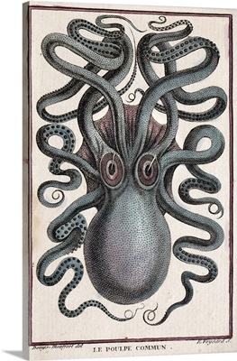 1801 Montfort Octopus Engraving Colour