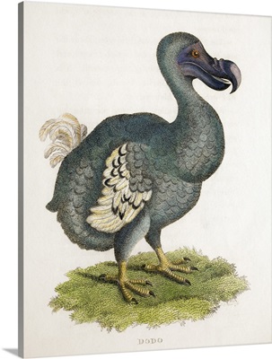 1809 The Dodo Illustration In George Shaw