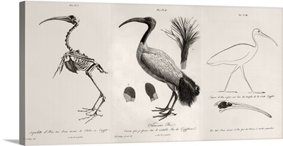 1812 Egyptian Ibis