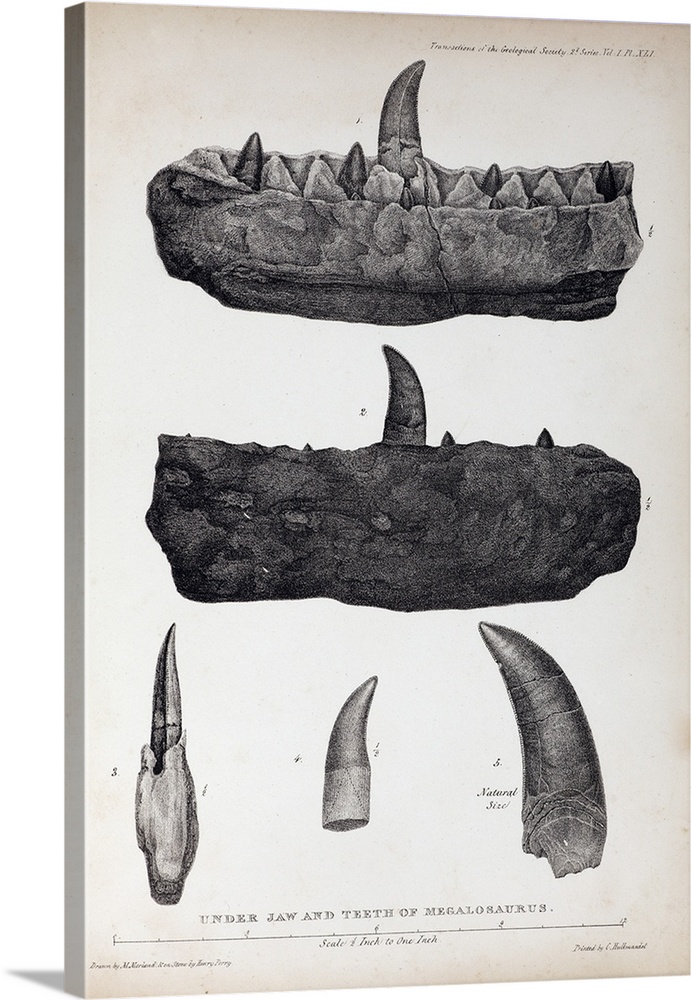1824 Quarto Plate XLI of Megalosaurus jaw and teeth drawn by Mary Moreland, from William Buckland's \Notice on the Megalos...