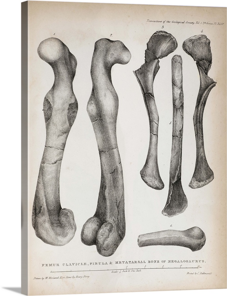 1824 Plate XLIV of Megalosaurus' femur, clavicle, fibula and metatarsals drawn by Mary Moreland, from William Buckland's \...