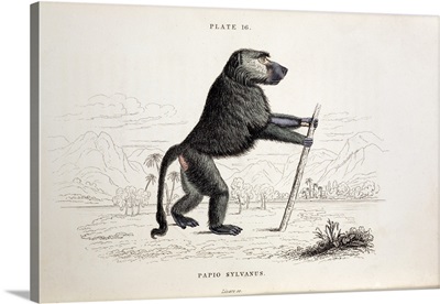 1833 Jardine Papio sylvanus baboon