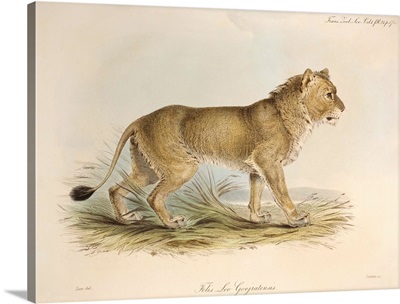 1835 Maneless Indian Lion by Edward Lear