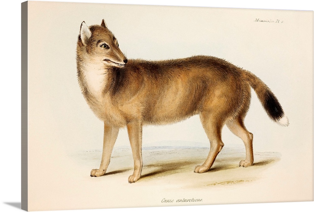 The extinct Falkland Island Wolf or Fox. Hand coloured lithograph, Plate IV, The Zoology of the Voyage of H.M.S. Beagle, e...