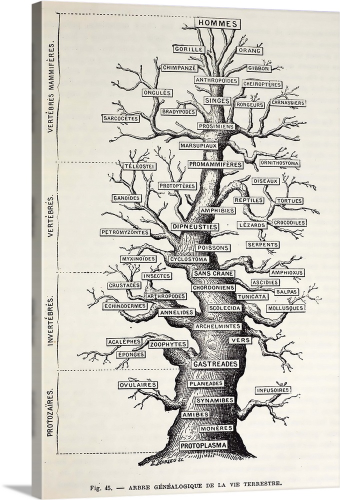 \The Human family tree\. An 1886 French illustration copied by Camille Flammarion from Table 12 of Haeckel's 'Anthropogeni...