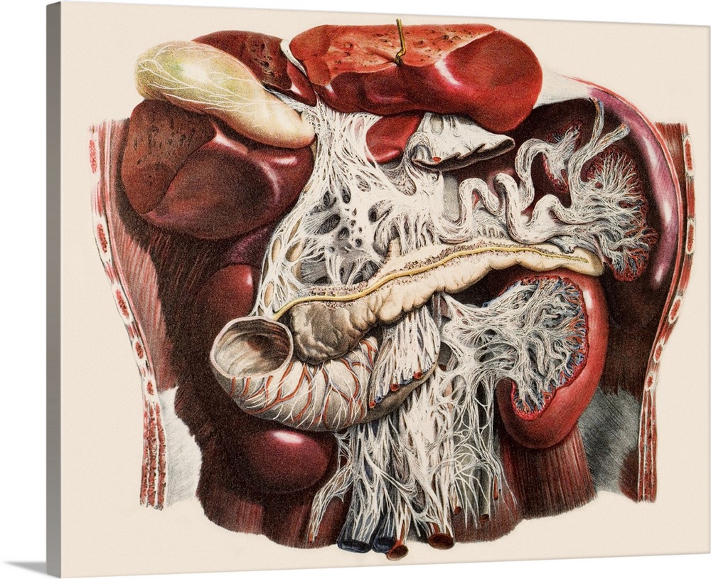 Abdominal organs, historical anatomical artwork. This ventral (front) view of a dissected abdomen shows several of the org...
