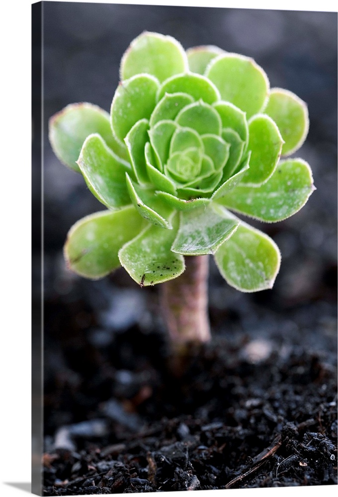 Aeonium plant. This plant is a succulent, with thick leaves adapted to reduce loss of water. Photographed in summer in Ill...