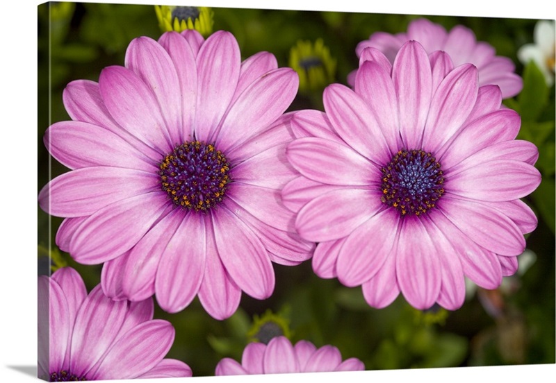 African daisies (Osteospermum sp.) | Great Big Canvas