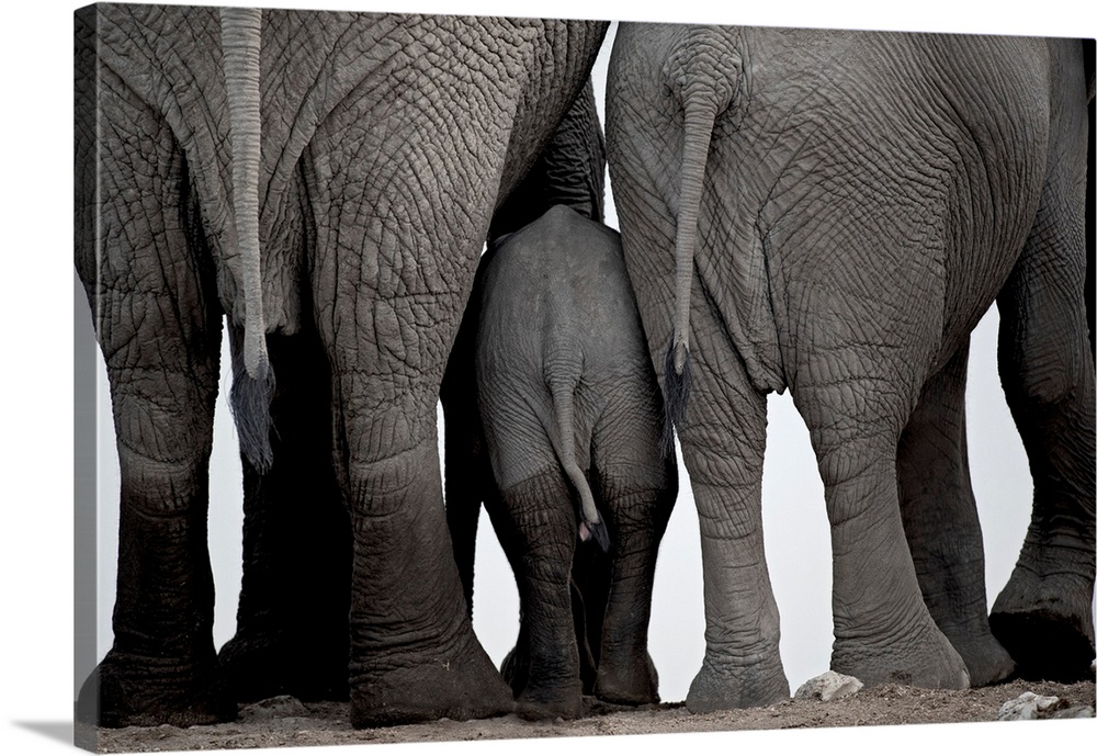 A herd of African elephants drinking at Okaukeujo water-hole in Etosha National Park, Namibia, Southern Africa.