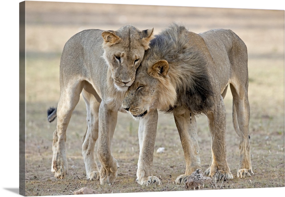 The image shows a juvenile male African Lion (Panthera Leo), without a mane, greeting a young male with a mane. The older ...