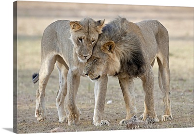 African Lions Showing Affection
