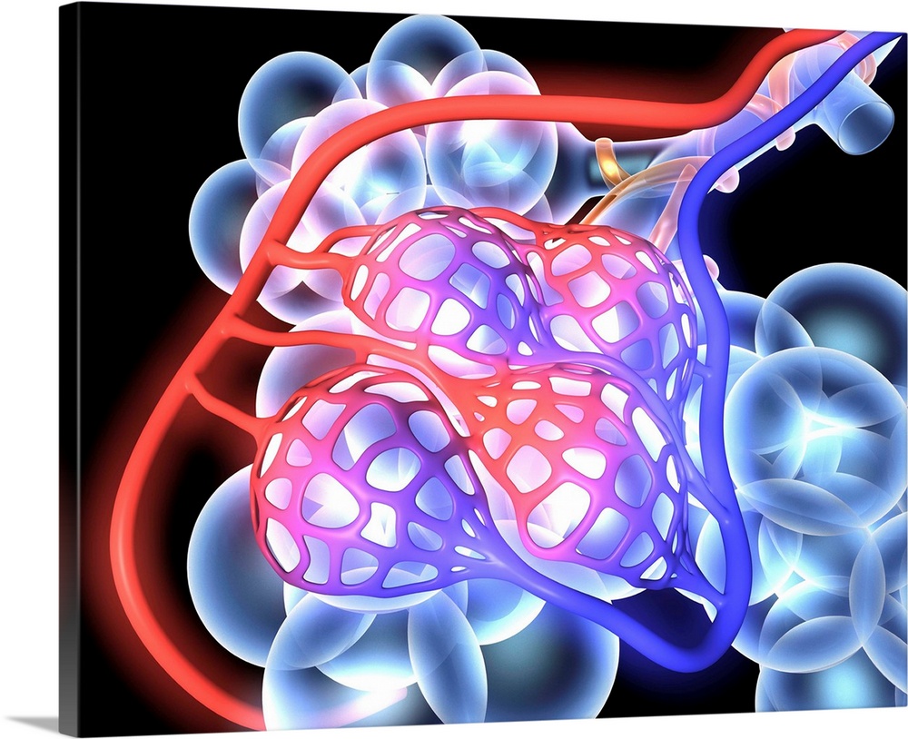 Alveoli. 3d medical illustration showing the alveoli and blood vessels in the human lung.