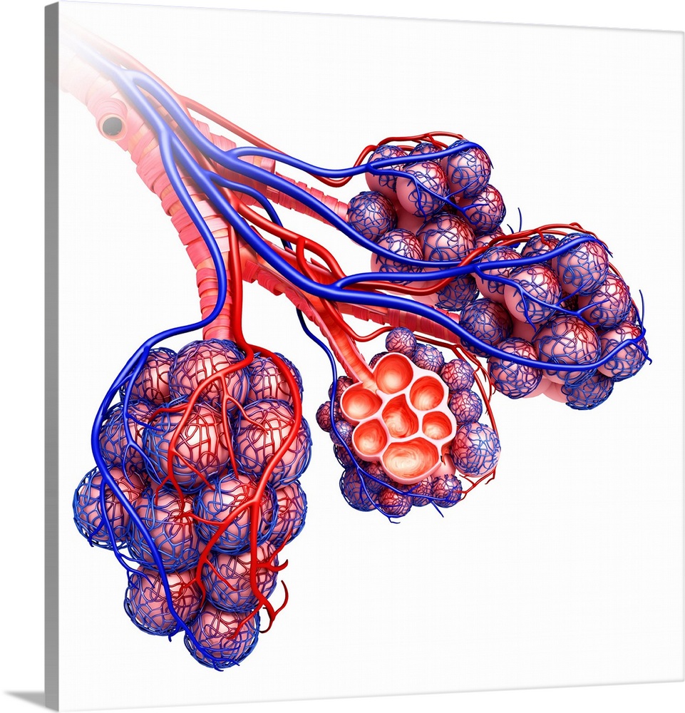Alveoli of the human lung, illustration.