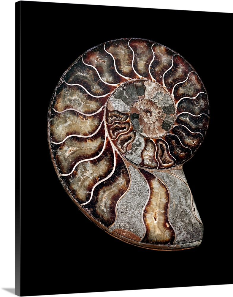 Ammonite. Polished sectioned ammonite fossil. Ammonites are extinct marine invertebrates. They first appeared in the Late ...