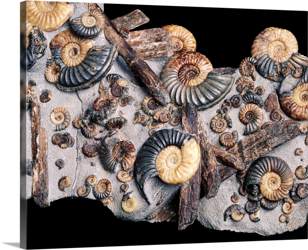 Ammonites. Assortment of small and large ammonites clustered around pieces of wood. These are extinct marine animals which...