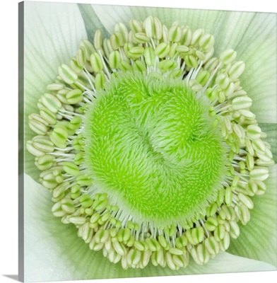 Anemone flower (Anemone sp.)