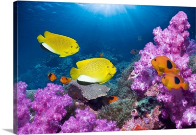 Angelfish And Anemonefish On A Reef