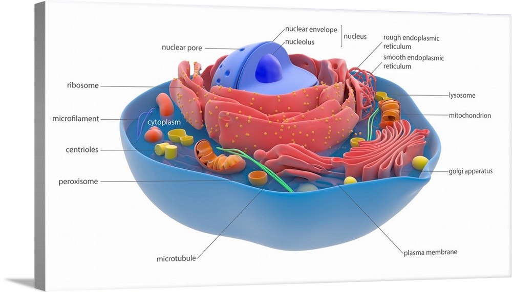 Animal cell components and organelles, illustration. The cell is enclosed in a plasma membrane (blue). The central nucleus...