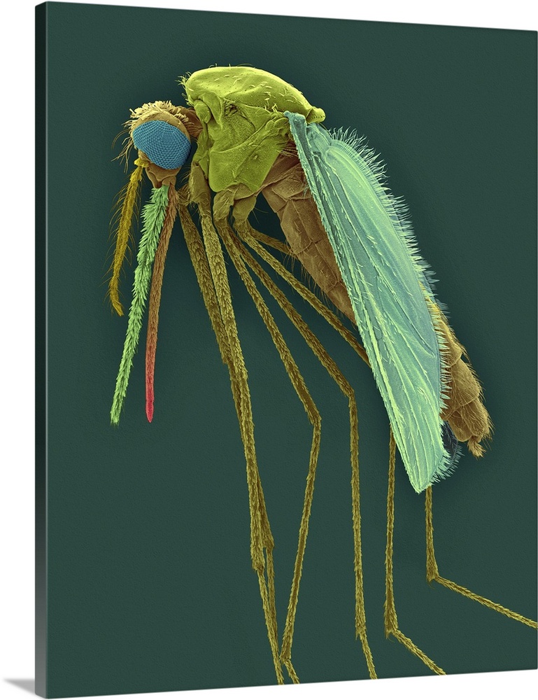 Coloured scanning electron micrograph (SEM) of Anopheles gambiae, female mosquito vector carrier of malaria. Anopheles is ...