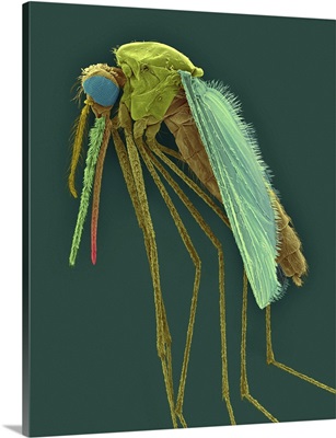 Anopheles Gambiae, Mosquito Malaria Carrier, SEM