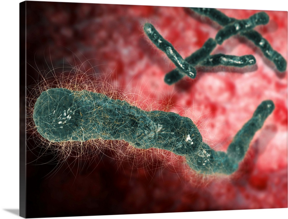 Anthrax bacteria. Computer artwork of Bacillus anthracis bacteria, the cause of anthrax. B. anthracis is a Gram-positive, ...