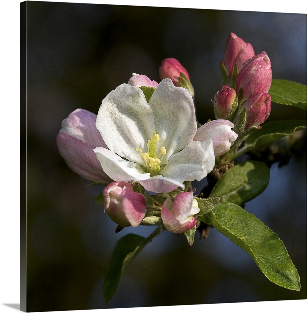 Apple blossom (Malus sp.).