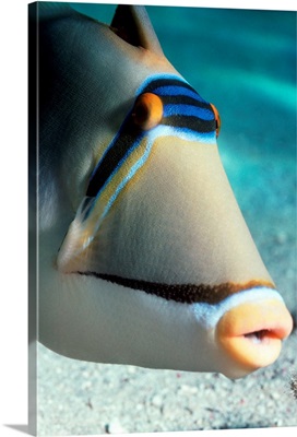 Arabian Picasso triggerfish