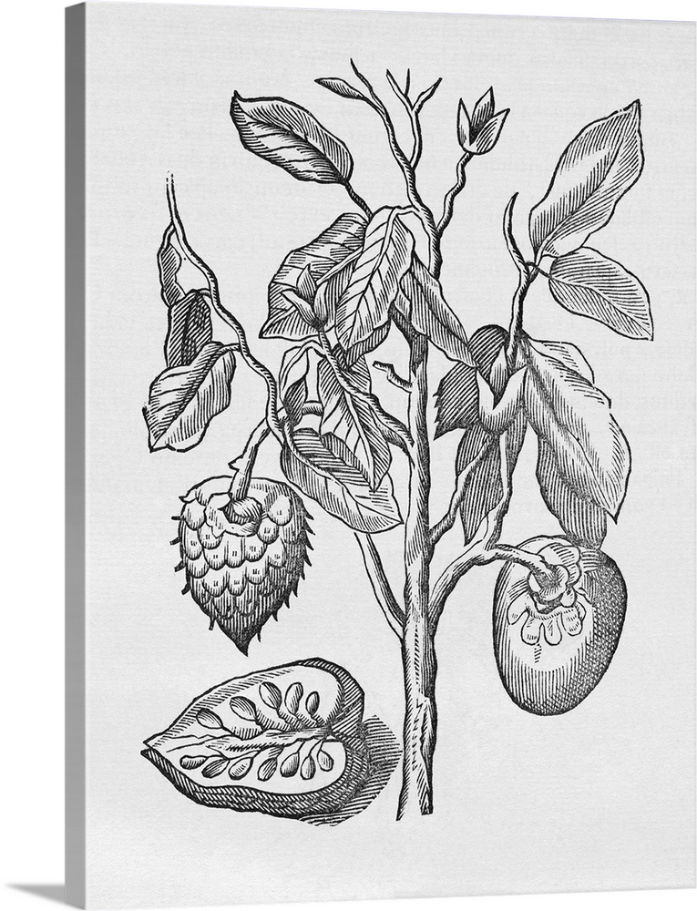 Historical woodcut illustration of the 'Araticum ape', or Mountain soursop (Annona montana, also Annona pisonis). This is ...
