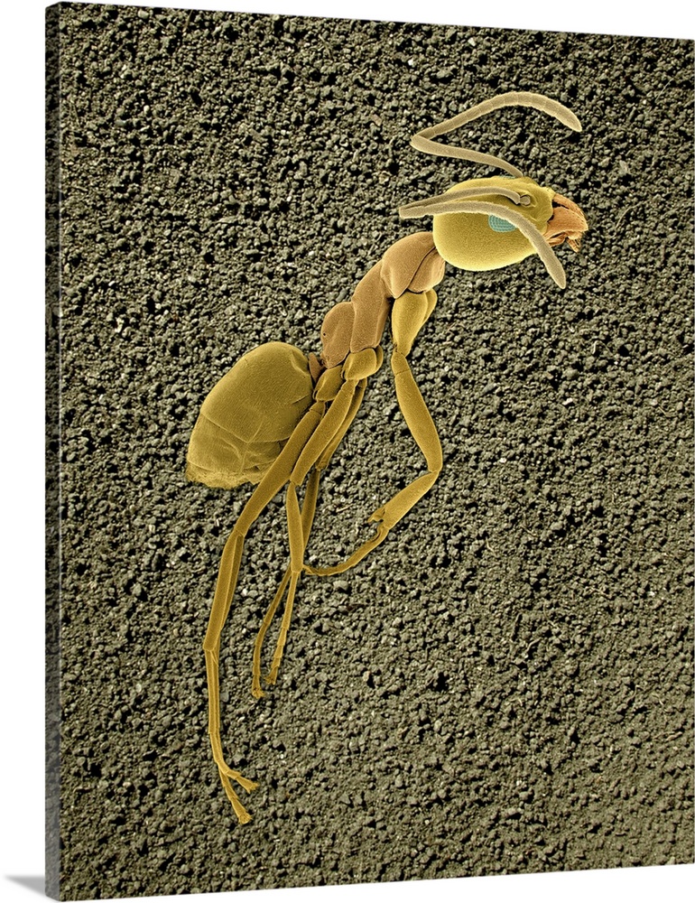 Coloured scanning electron micrograph (SEM) of Argentine ant (Linepithema humile, formerly Iridomyrmex humilis). This spec...