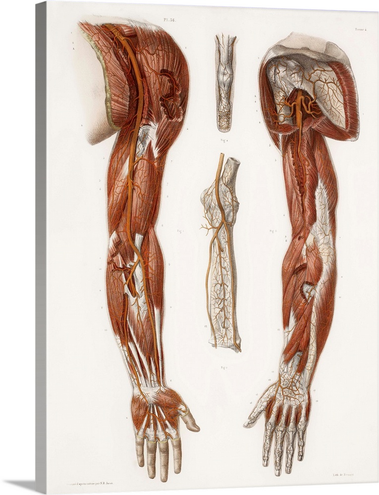 Arm anatomy, historical artwork. 19th Century hand coloured lithographic print showing the arteries (red), tendons (white)...