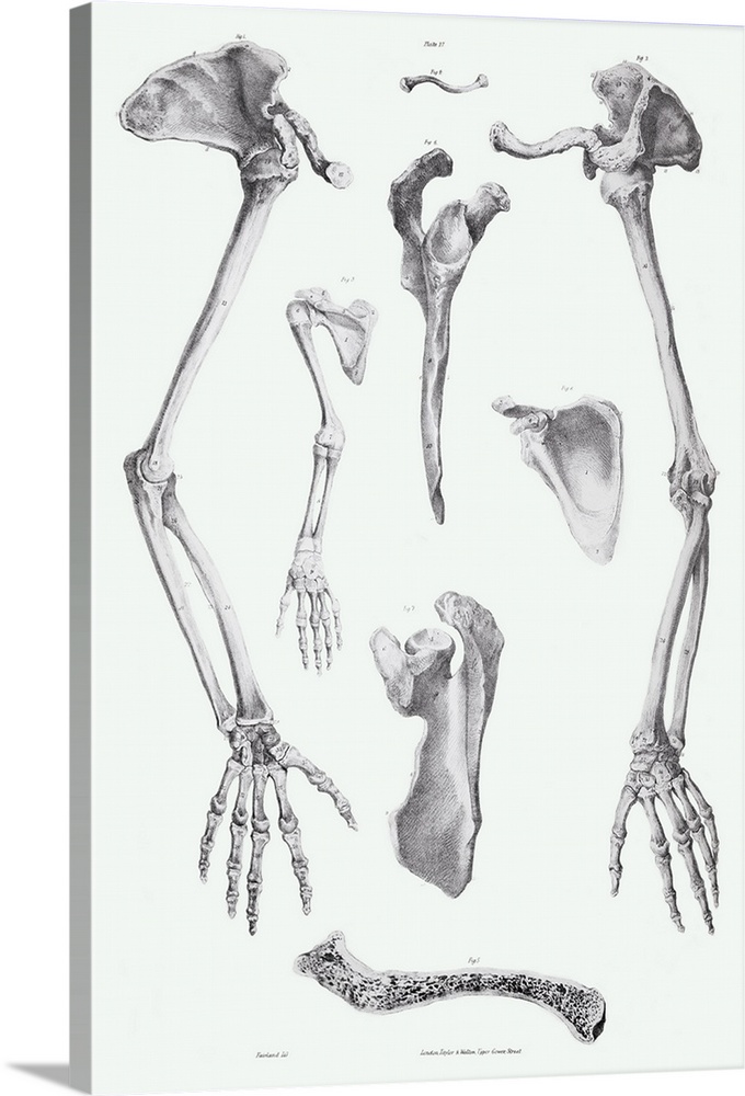 Arm bones. Historical anatomical artwork of the bones of the human arm. At left and right, a left- hand arm, hand, and sho...