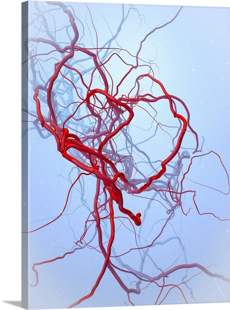 Arteries, illustration. Arteries are blood vessels that carry oxygenated blood from the heart to the rest of the body.