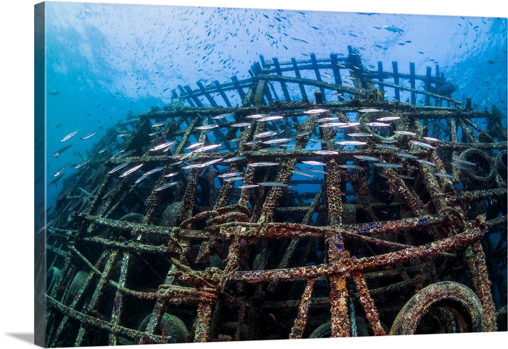 Artificial reef with a small school of barracudas. This artificial reef consists of a variety of man-made structures in th...