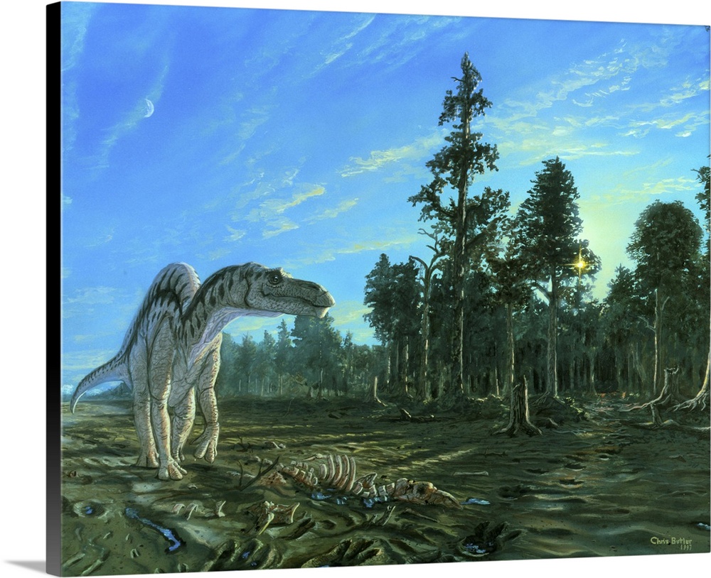 Maiasaura dinosaur. Artwork of a Maiasaura dinosaur, a type of herbivorous duck-billed dinosaur (hadrosaur). It is standin...