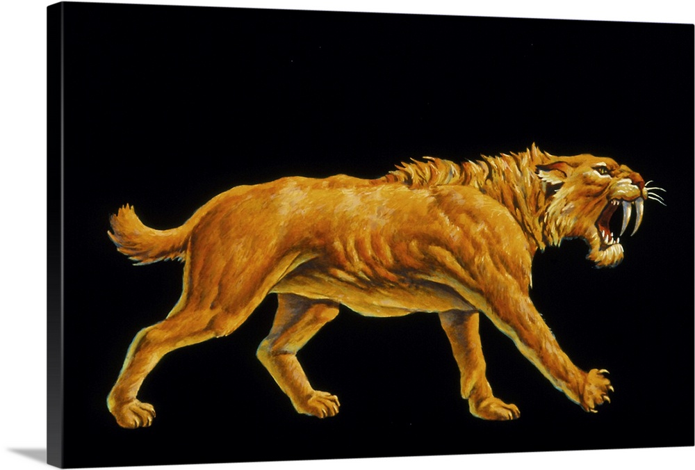 Sabre-toothed cat. Artwork of a sabre-toothed cat (Smilodon sp.). This powerful carnivore was close to the size of a large...