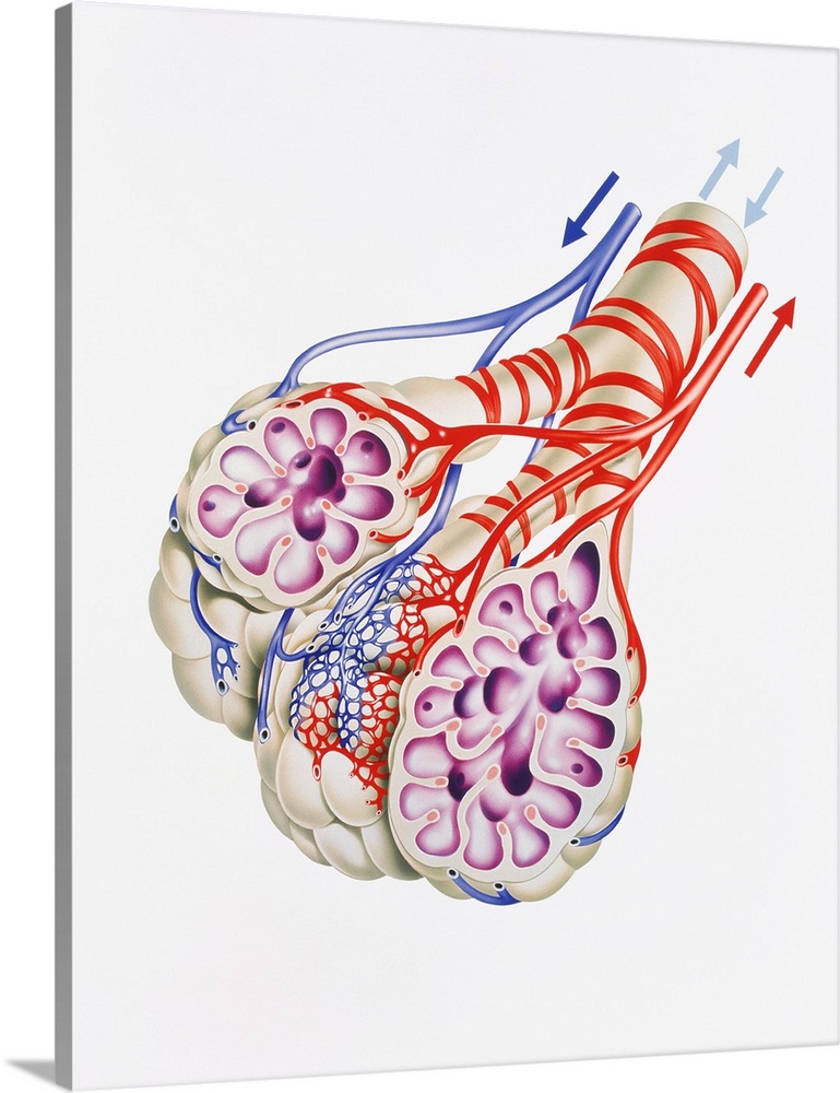 Artwork of alveoli