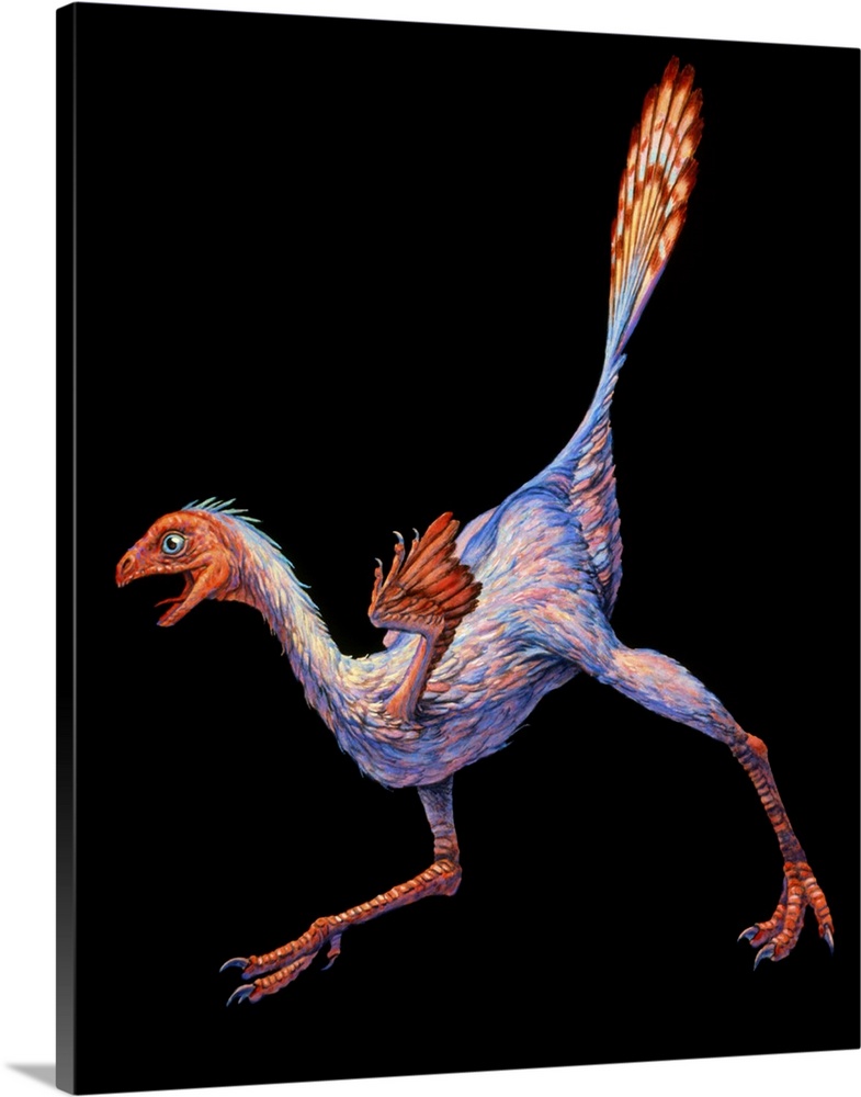 Caudipteryx. Artwork of Caudipteryx sp., a small bird-like dinosaur with feathers. This animal lived in the early Cretaceo...