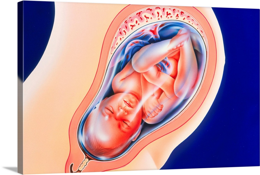 Foetus. Artwork of a foetus in the womb at the 36th week of pregnancy. The foetus develops within the woman's uterus (pink...